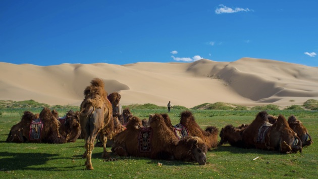 砂漠だけど、砂漠だけじゃない！多方面の魅力を持つモンゴルの「ゴビ砂漠」 Tabi Life [タビットライフ] 上質な旅を愛する人の