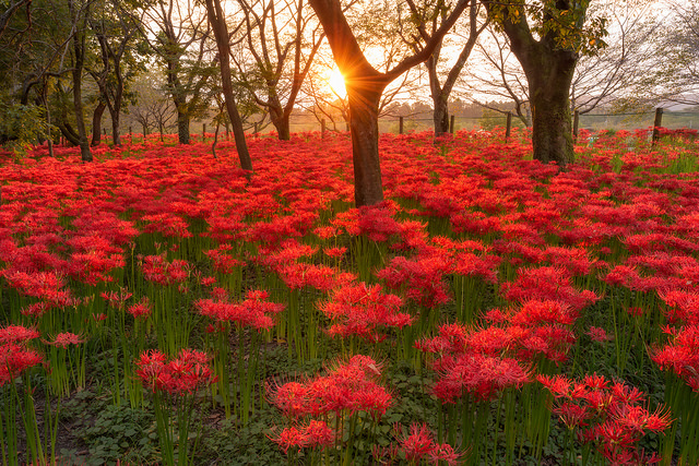 日本一のヒガンバナ群生地!埼玉が誇る赤の絶景「ひだか巾着田」