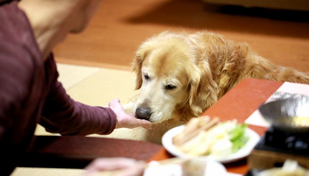 愛犬家必見!ワンちゃんと一緒に泊まれる国内の高級温泉宿おすすめ6選