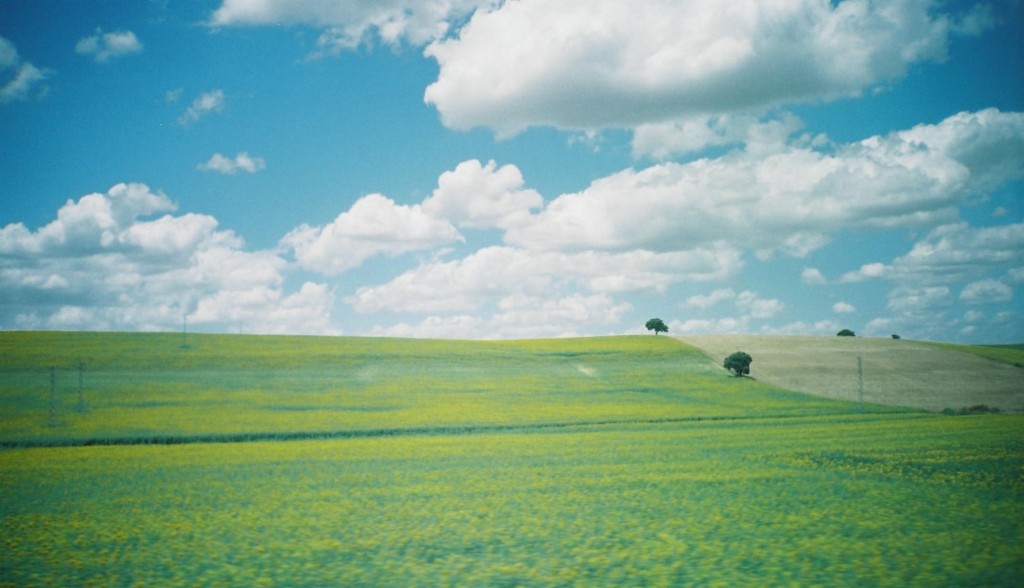春の日のスペインのひまわり畑