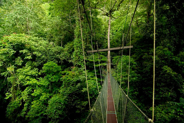 グヌン•ムル国立公園内の長い橋の風景