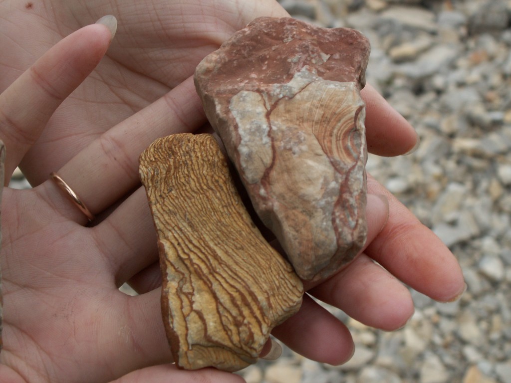 レナ石柱自然公園で発見された化石