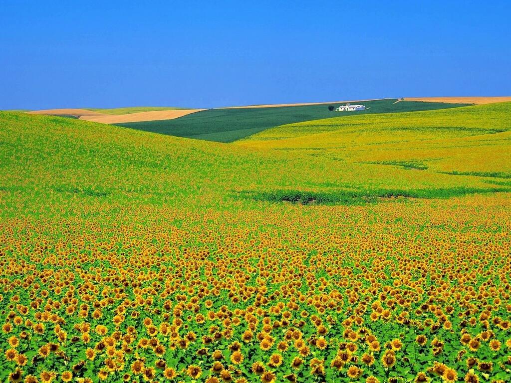 情熱の国スペインを彩る黄色い太陽の大地 スペインのひまわり畑 Tabit Life