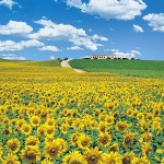 情熱の国スペインを彩る黄色い太陽の大地「スペインのひまわり畑」