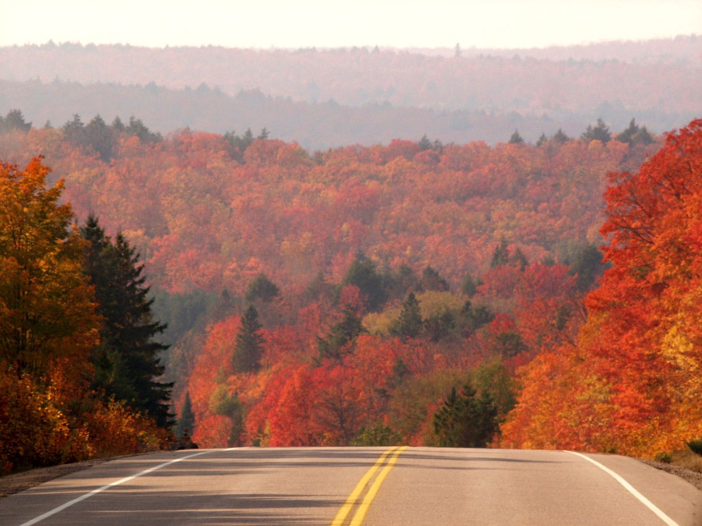 坂道手前のメープル街道と紅葉した木々の風景