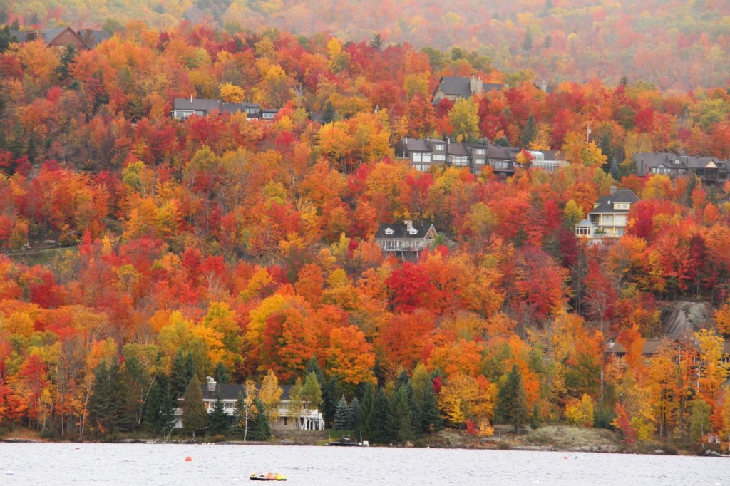 メープル街道から見える木々と家々の風景