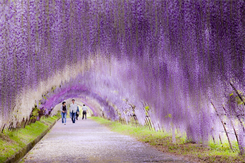 世界が絶賛した絶景 河内藤園 の藤のトンネルが美しすぎる