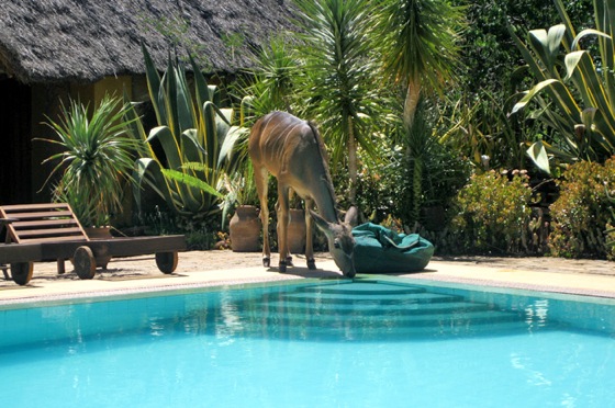 ロイサバホテルのプールの水を飲みにきた野生動物
