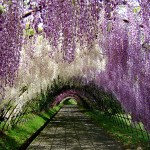 世界が絶賛した絶景「河内藤園」の藤のトンネルが美しすぎる