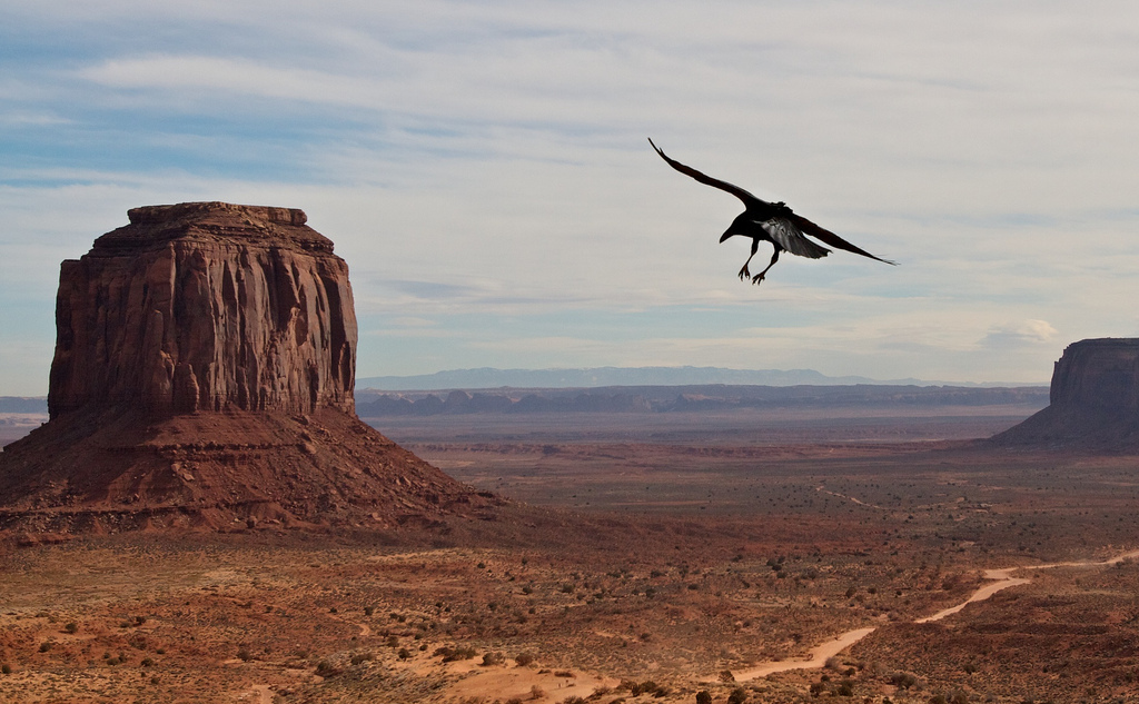 モニュメントバレーと周辺を飛び回る鳥
