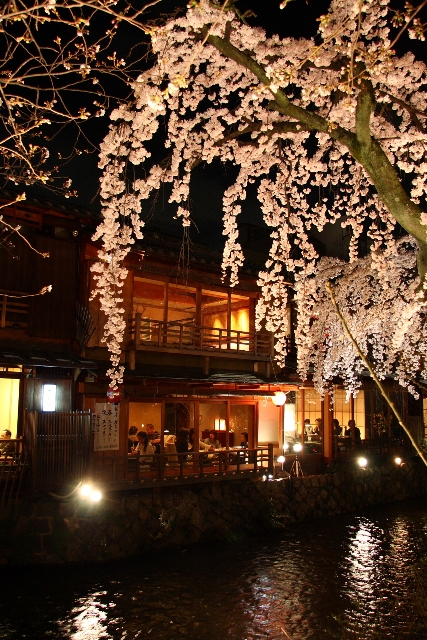 祇園白川の夜桜