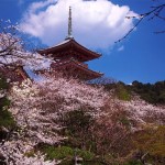 日本人必見！日本に生まれたなら行きたい京都の桜名所５選