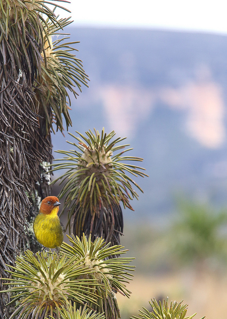カナイマ国立公園に生息する鳥の風景