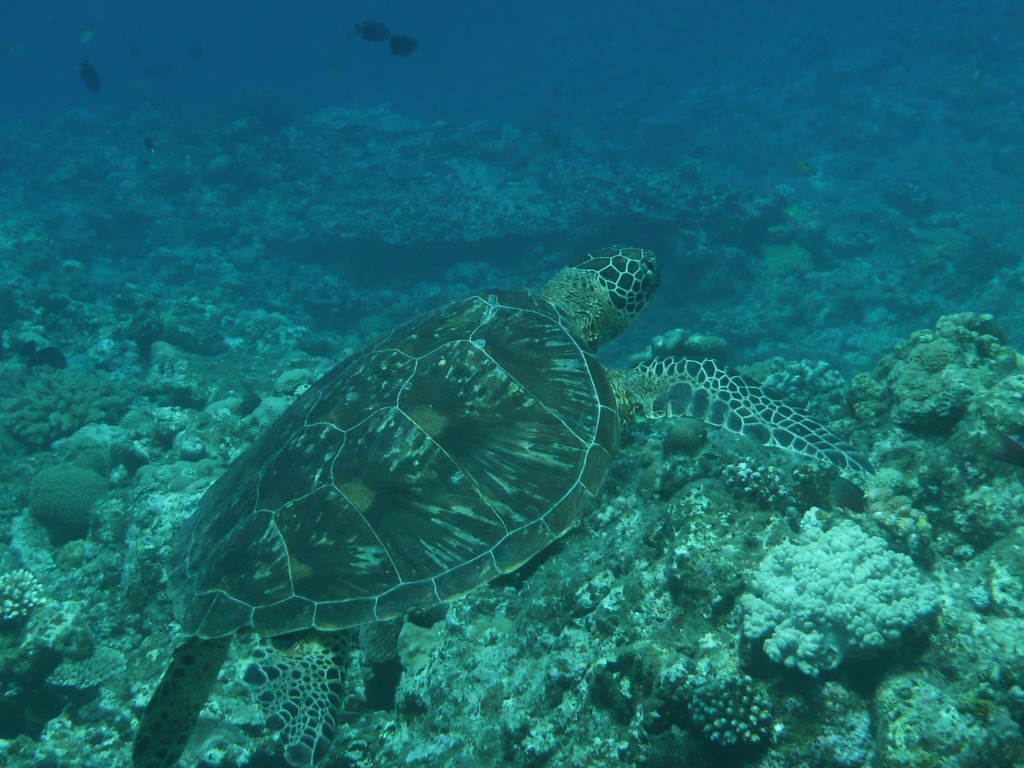 波照間島のウミガメ