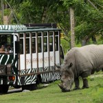 【日本に生まれたなら絶対行きたい】人と自然と神々が共に生きる神の島「宮島」