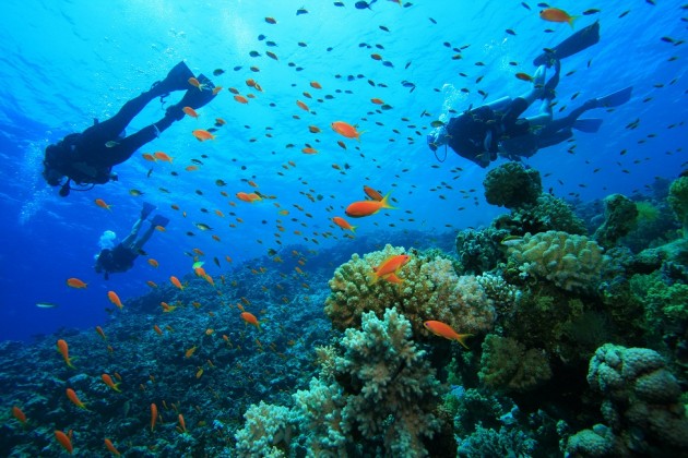 roatan_diving_lg 