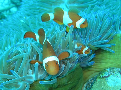 石垣島のクマノミ