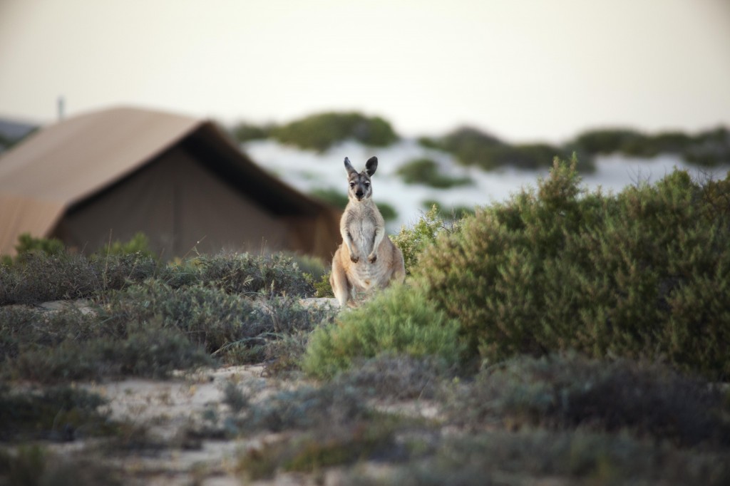 Wallaroo