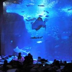 水族館に泊まっちゃう！？新江ノ島水族館の「ナイトアクアリウム」の夜の水族館がとても素敵