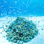 世界が恋する沖縄の慶良間諸島の「ケラマブルー」の海が美しすぎる！