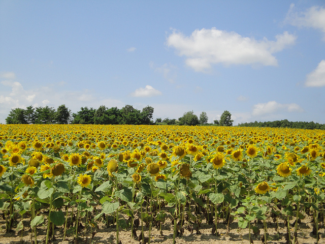 ひまわりの里の花々