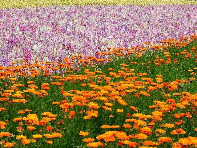 ファーム富田の花々