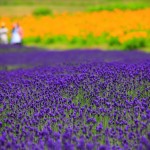 都心から２時間、夏でも涼しい「たんばらラベンダーパーク」で美しい紫の絨毯を堪能しよう