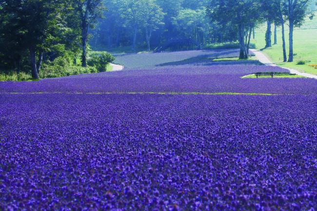 たんばらラベンダーパークのラベンダー風景