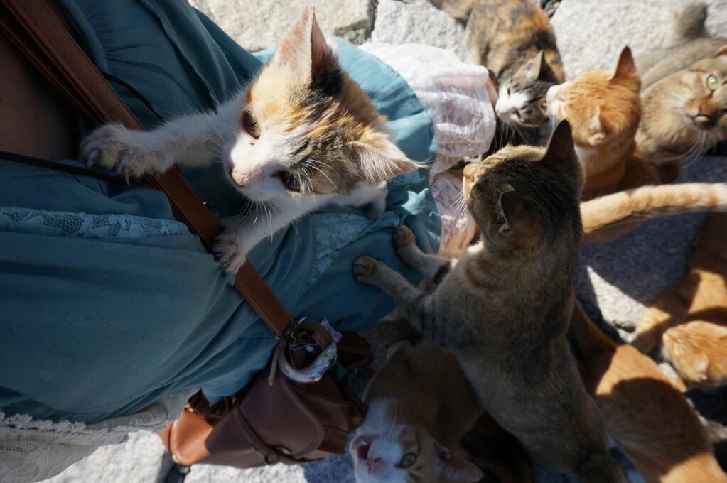 住民を圧倒するネコ ネコの楽園 青島 は猫まみれのモフモフ天国