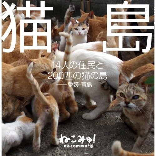 住民を圧倒するネコ ネコの楽園 青島 は猫まみれのモフモフ天国