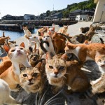 住民を圧倒するネコ？ネコの楽園「青島」は猫まみれのモフモフ天国