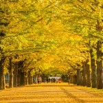 美しすぎる黄色い絨毯。季節を移ろいを感じる「昭和記念公園」がとても魅力的。