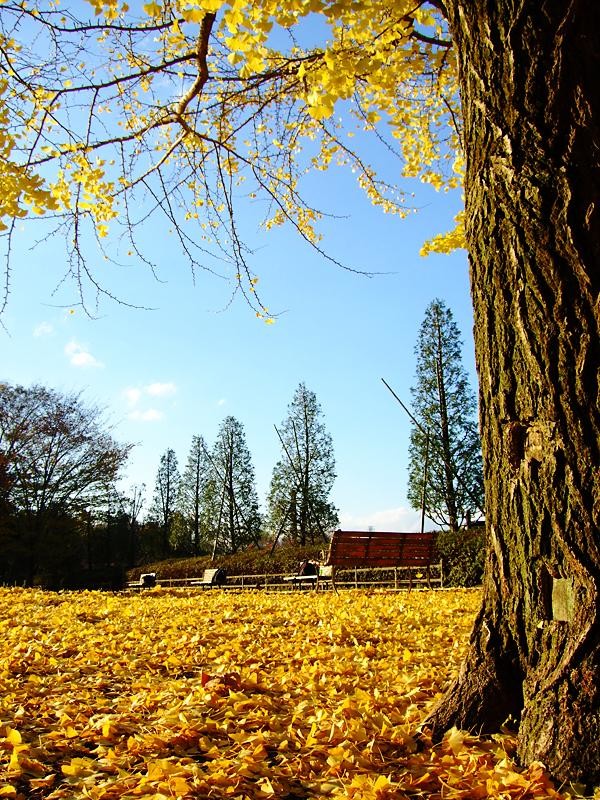 昭和記念公園のイチョウ