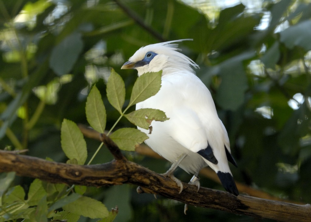 カンムリシロムクドリ