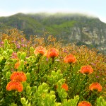世界で唯一、世界遺産の中にある植物園「南アフリカのカーステンボッシュ植物園」