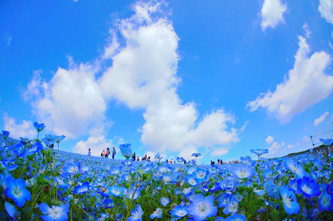 日本の春を楽しもう!これから訪れたい全国の「お花畑スポット」6選