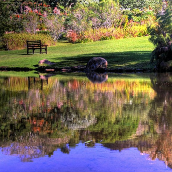 Kirstenbosch_reflections_by_Day_is_Coming-602x602