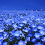 季節ごとに行きたい！カラフルに燃え上がる大地「ひたち海浜公園」