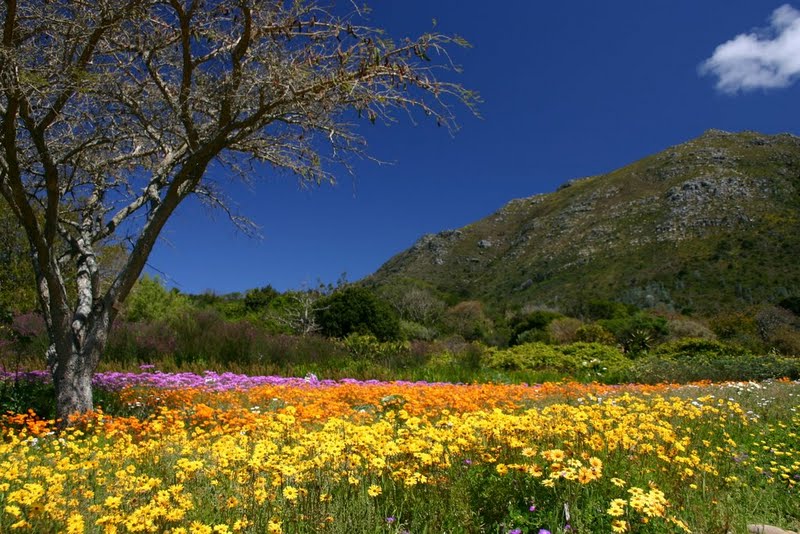 世界で唯一 世界遺産の中にある植物園 南アフリカのカーステンボッシュ植物園