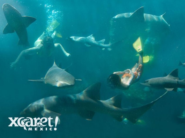 swim-with-sharks3