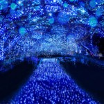 今年の目黒川はピンクに染まる「冬の桜」が11月20日から登場♪