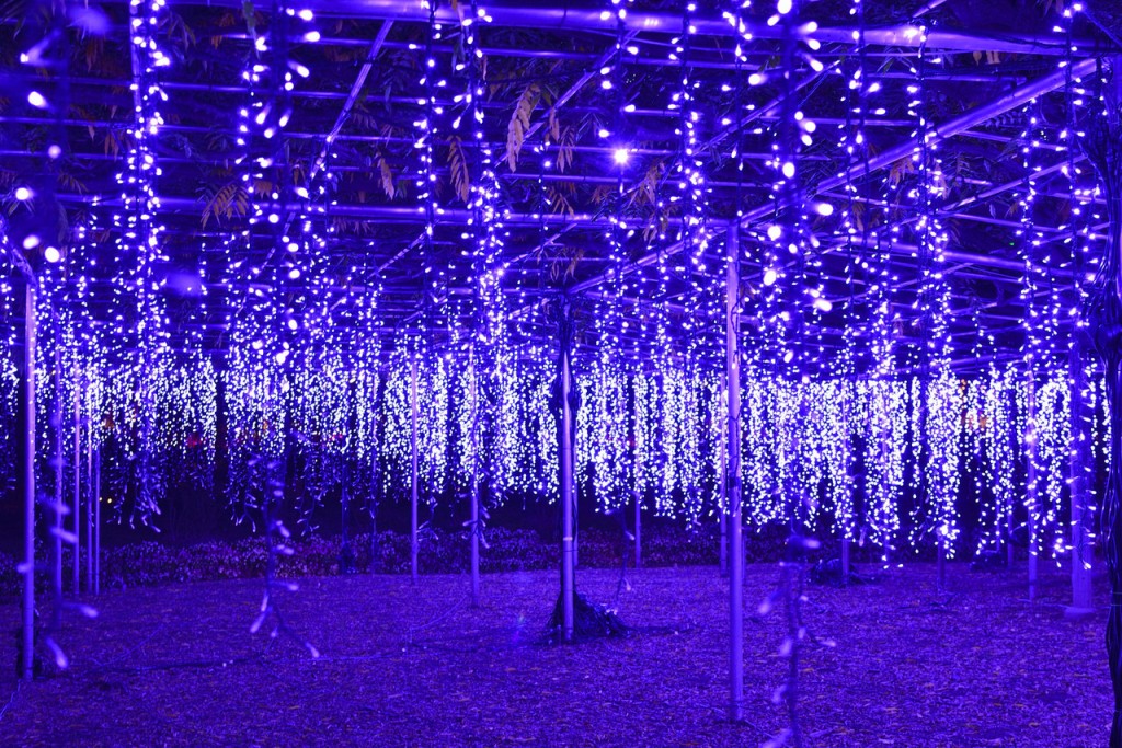 「あしかがフラワーパーク」の光の花の庭