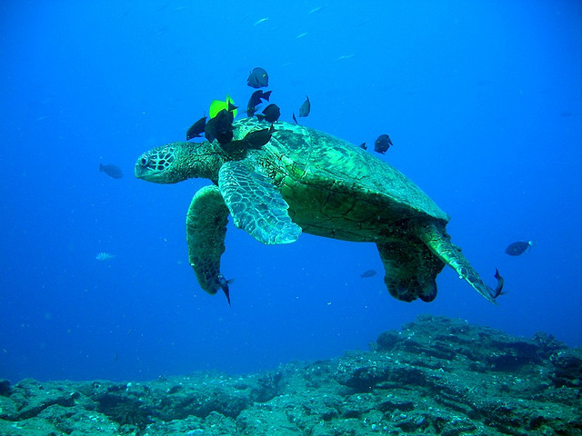 ニイハウ島のウミガメ