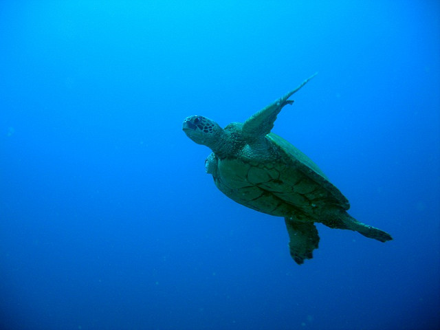 ニイハウ島のウミガメ