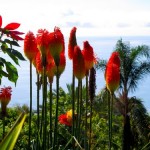 花に彩られた大西洋の真珠と言われる美しき島「マデイラ諸島」