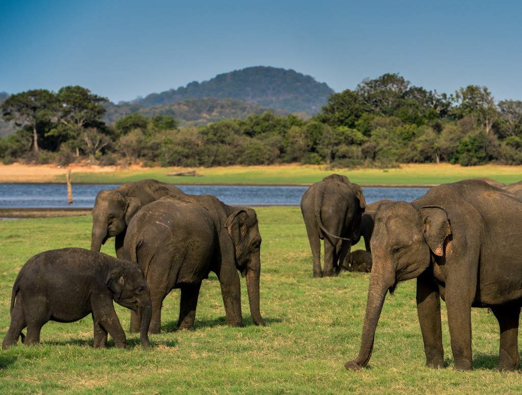 ミンネリア国立公園