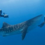 究極の癒しの時間を満喫できる「フォーシーズンズ・リゾート・ランダーギラーヴァル」