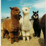 25種類のアルパカに会える？！癒しの那須高原へお出かけしよう♪