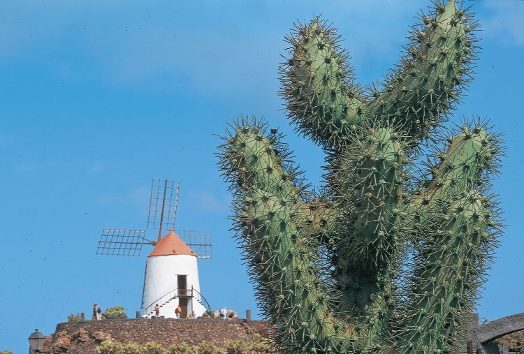 ランサローテ島のサボテン