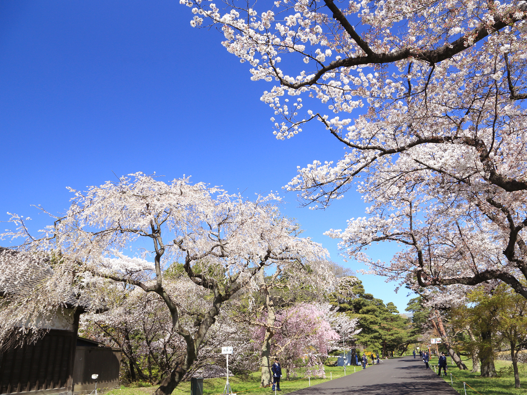 皇居「乾通り」春の一般公開